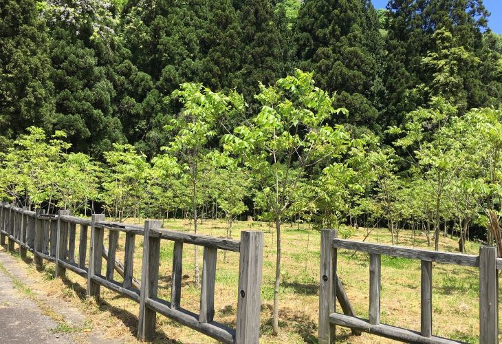 輪島の漆再生への取り組み