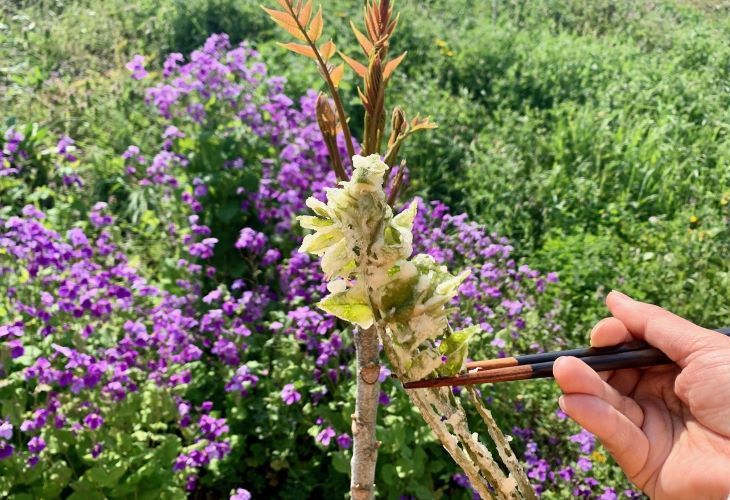 「ウルシの芽」のはなし